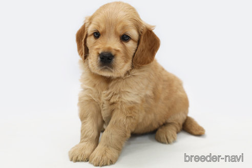 成約済の神奈川県のミックス犬-328246の3枚目